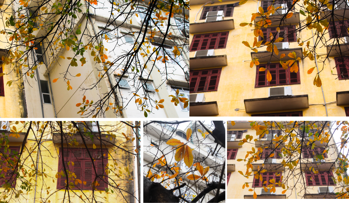 Giới trẻ nô nức check-in con đường lá vàng khuôn viên ĐH Sư Phạm